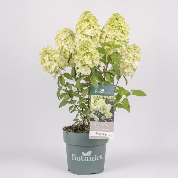 Trzmielina japońska 'Benkomasaki’ #3