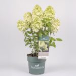 Trzmielina japońska 'Benkomasaki’