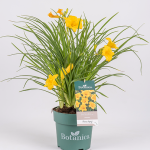 Trzmielina japońska 'Benkomasaki’ #2