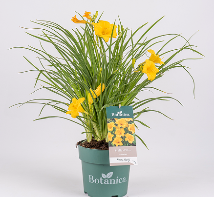 Trzmielina japońska 'Benkomasaki’ #2