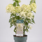 Hortensja bukietowa 'Skyfall'