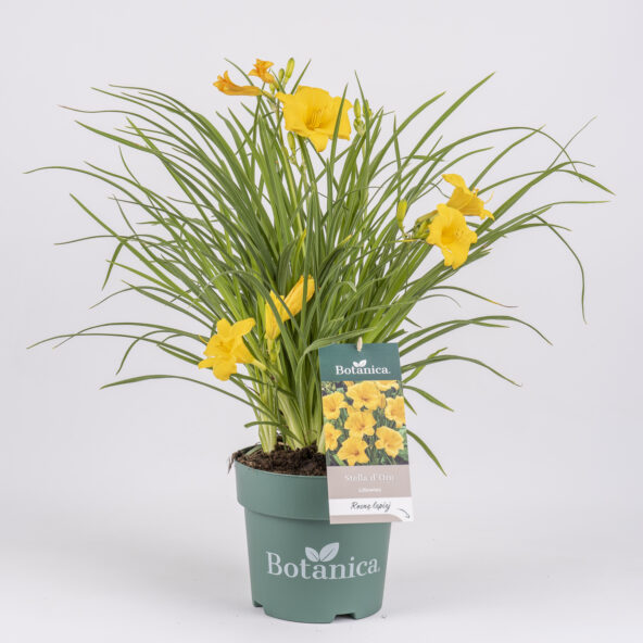 Liliowiec 'Stella d'Oro'